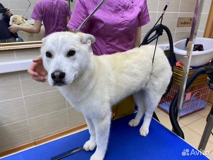 Собачка в добрые руки