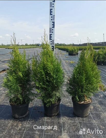 Туя западная смарагд 70 см