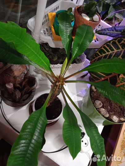 Эуфорбия /Молочай беложильчатый