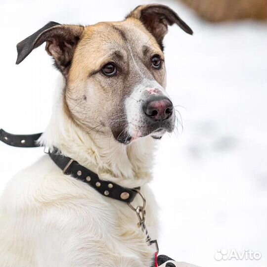 Собака алабай в добрые руки