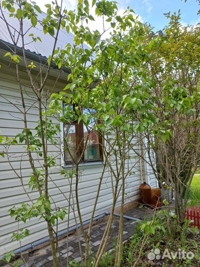 Саженцы сирени