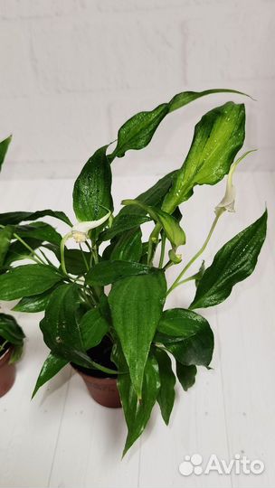 Спатифиллум Шопен, женское счастье