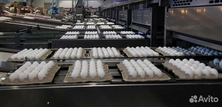 Вакансия на птицефабрику вахтовым методом Пермь