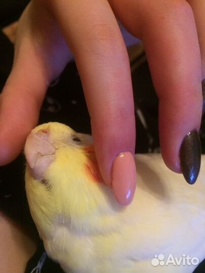 Кореллы с клеткой