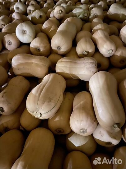 Тыква плута(соната)