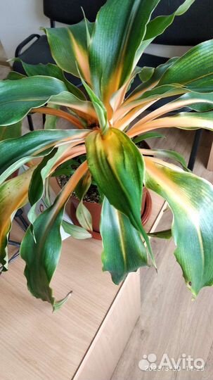 Хлорофитум грин оранж