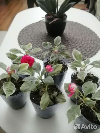 Бальзамин вариегатный пестролистный карликовый