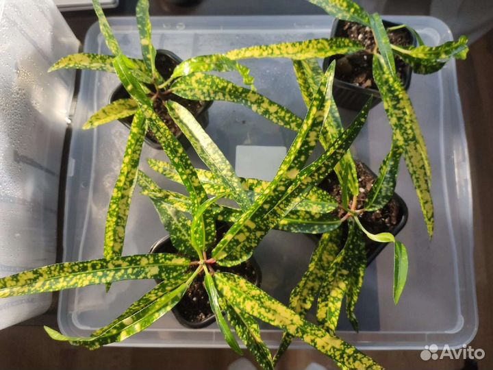 Кротон брызги шампанского