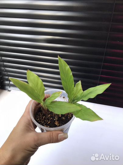 Yellou fusion,лансифолия,леопардина