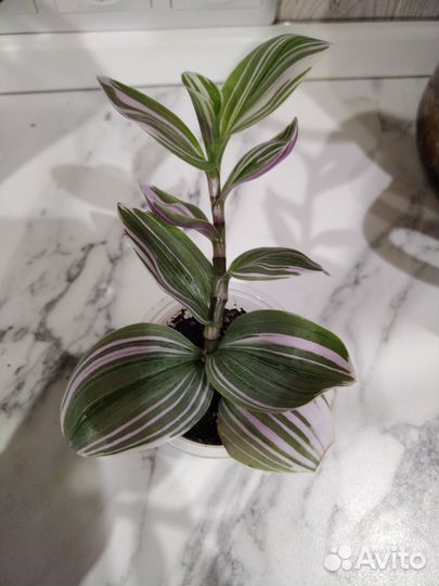 Традесканция