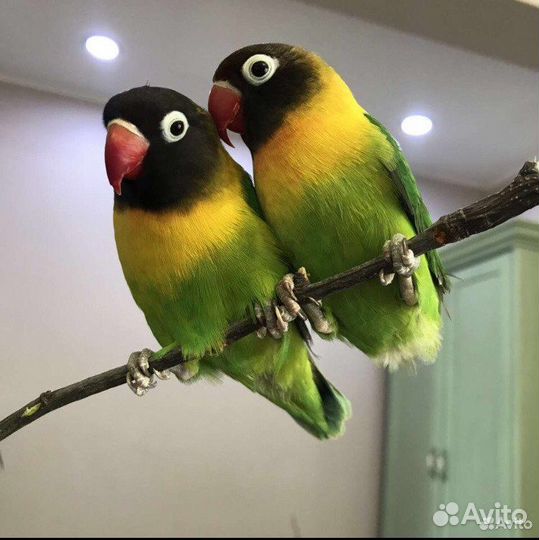 Волнистые попугаи и неразлучники