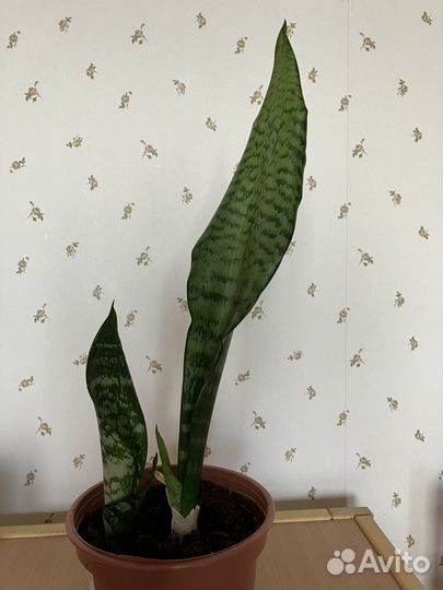 Сансевиерия (Тещин язык, Щучий хвост)