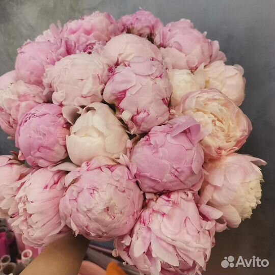 Цветы пионы