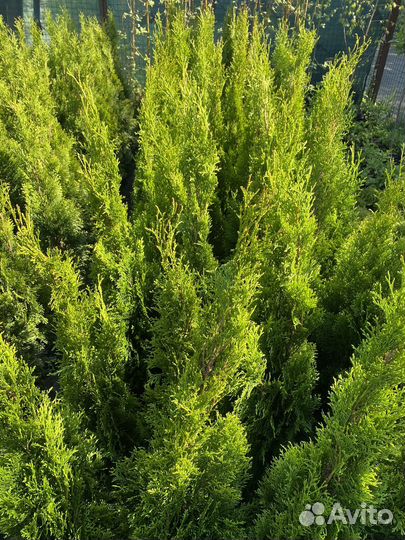 Туя смарагд 100-120См