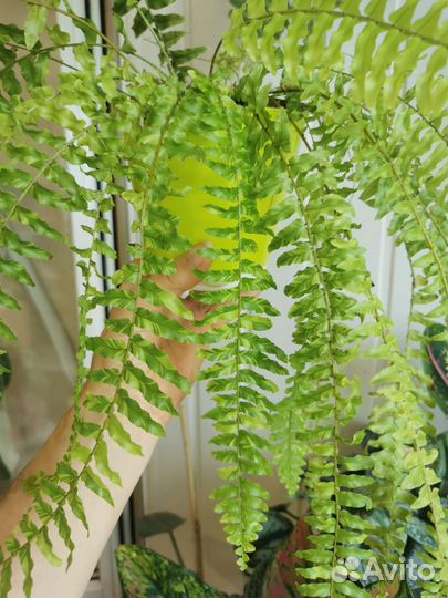 Папоротник нефролепис Тайгер