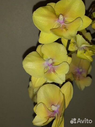 Орхидея фаленопсис