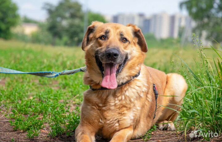 Собака очень тоскует в приюте