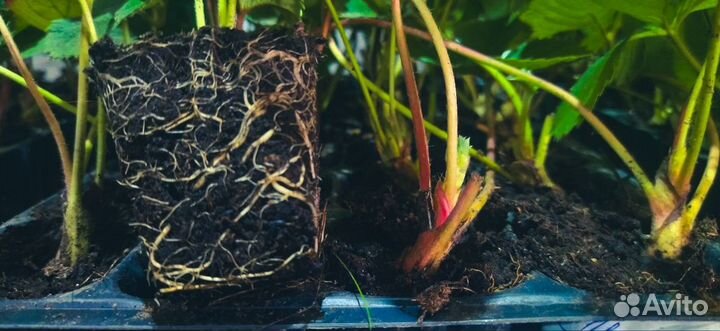 Рассада клубники опт/роз