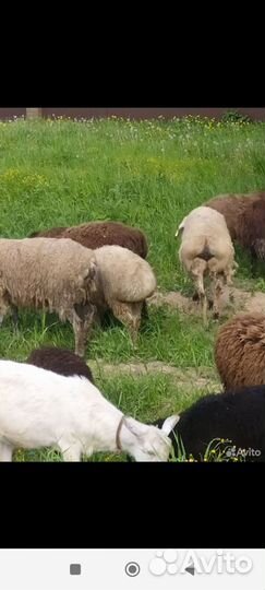 Бараны овцы эделбай