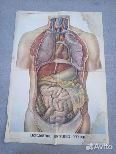 Учебные плакаты СССР по анатомии 1965 год