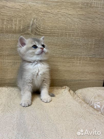 Котята британской шиншиллы