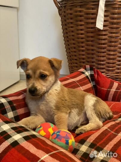 Мамонтенок