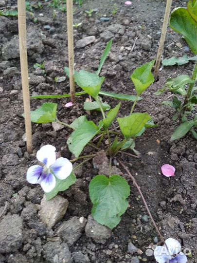 Аптения,Фиалка уличная, мелисса лимонная