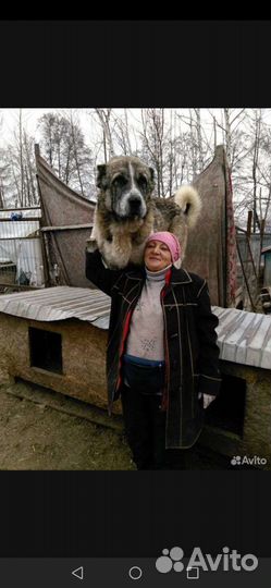 Алабай ищет семью, забери друга из приюта