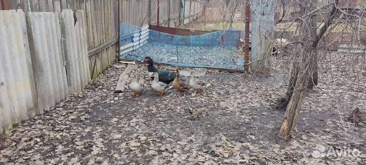 Подсадные утки