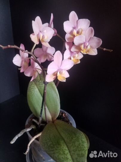 Орхидея Odоrion(арома)