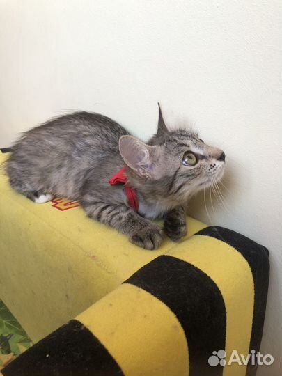 Отдам котика супер -3 мес