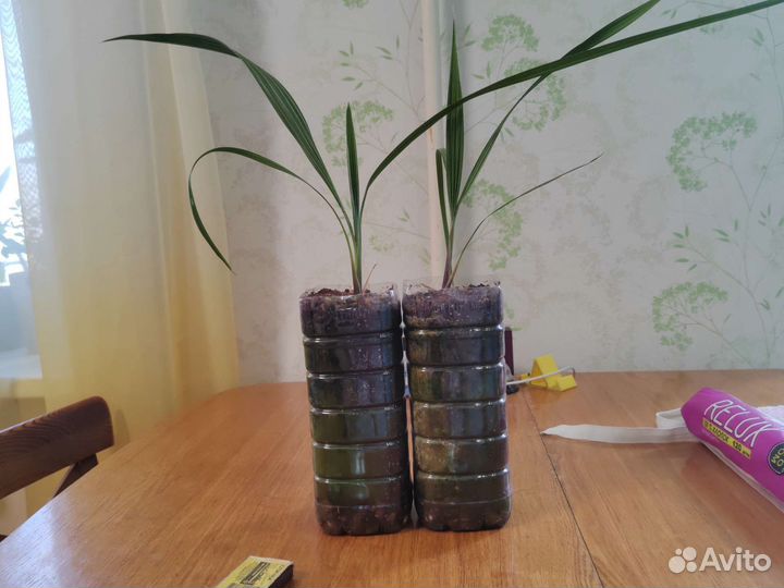 Пальма вашингтония нитчатая/нитеносная