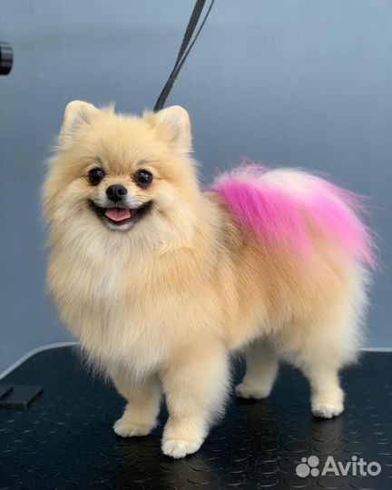 Стрижка собак и кошек