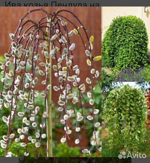 Ива Пендула и Шелковица плакучая