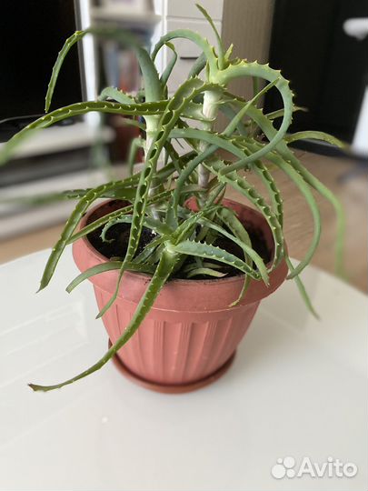 Алое лечебное(столетник)