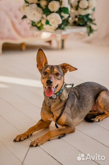 Отдается собака-улыбака