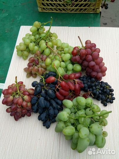 Саженцы винограда
