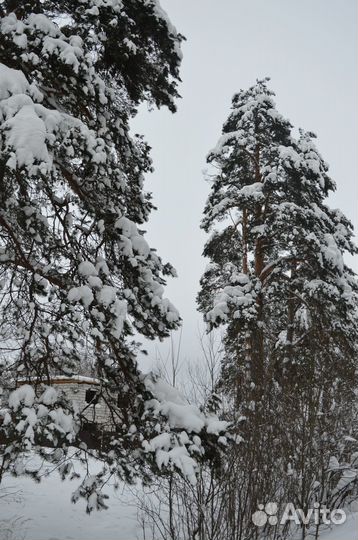 Щенки русско европейской лайки