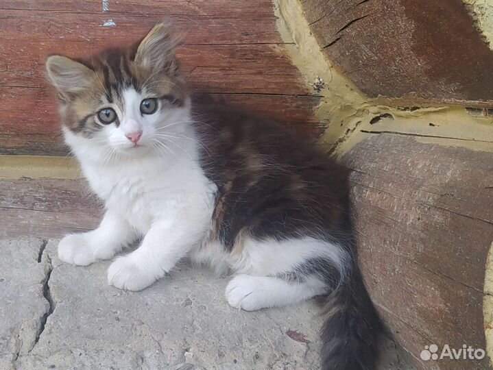 Пушистый Василёк