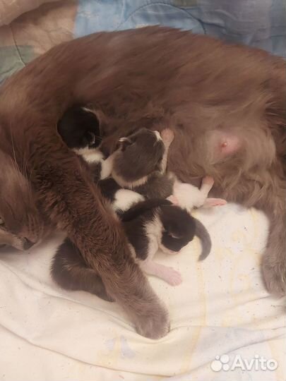 Отдам котят в добрые руки