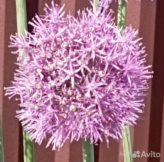 Лук Аллиум (луковицы)