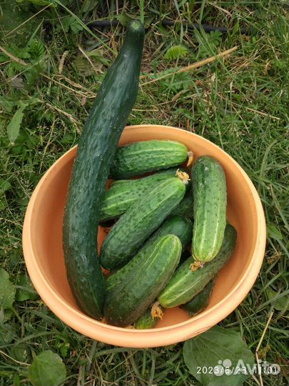 Огурцы свежие