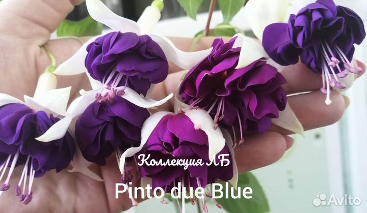 Продам цветы фуксии