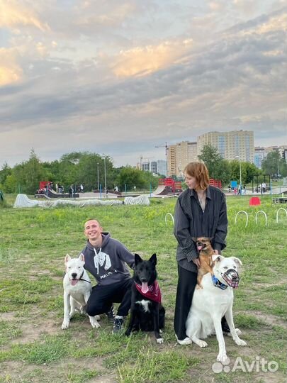 Кинолог с выездом дрессировка собак