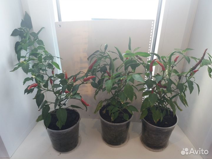 Перец комнатный острый