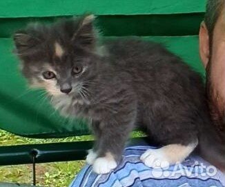 Котята ищут дом