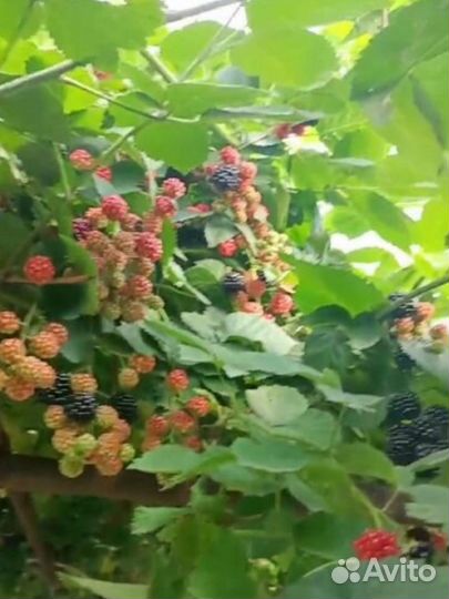 Ежевика замороженная, варенье,компот