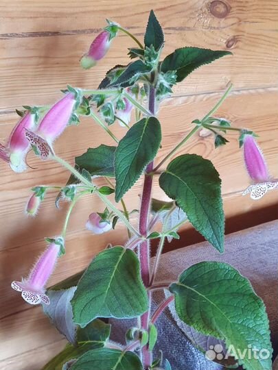 Колерия розовая