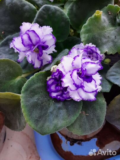 Цветущие фиалки