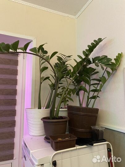 Замиокулькас